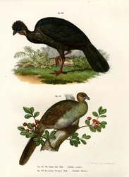 Guan violet, 1864